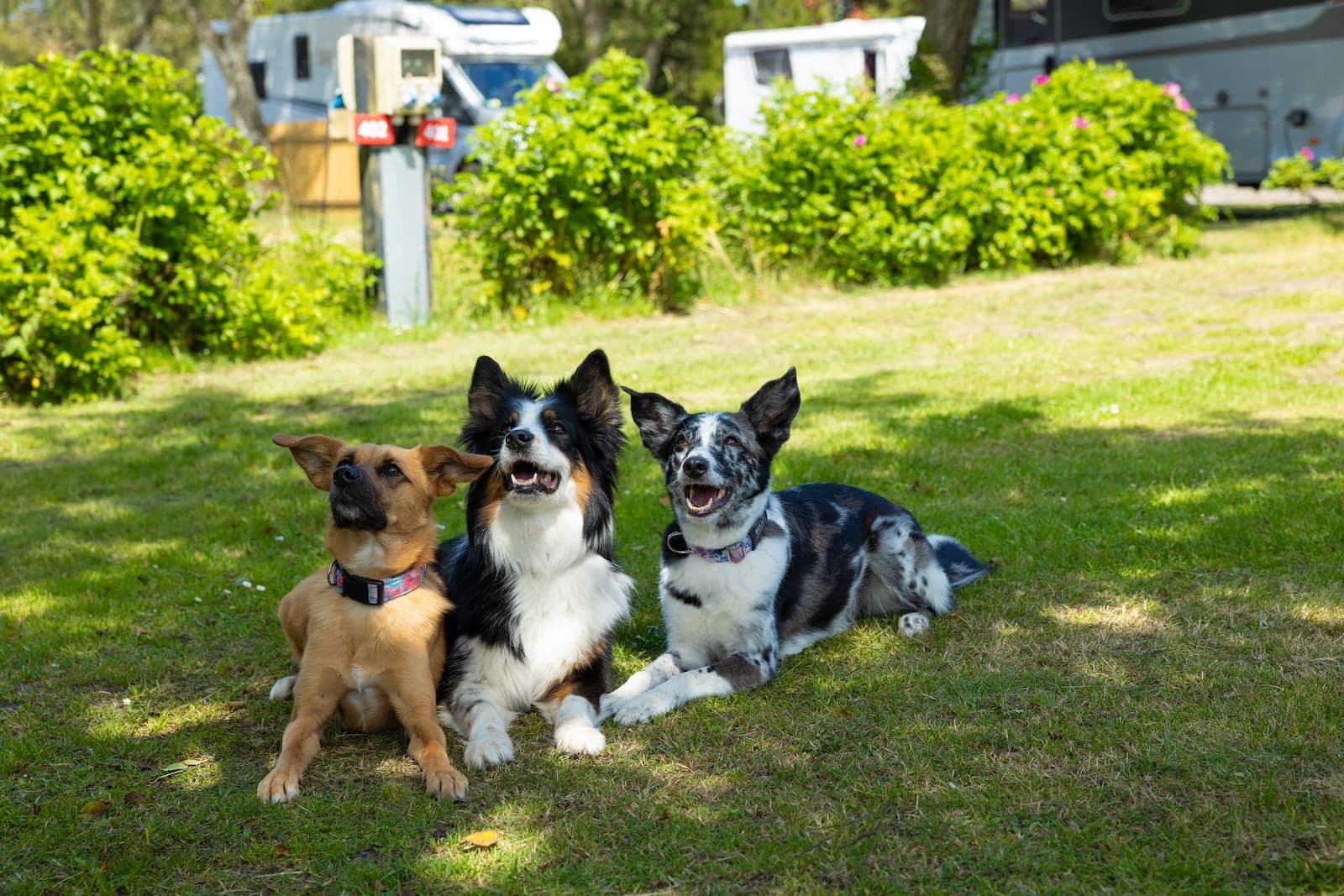 Übersicht über den Campingplatz First Camp Grenen Strand nahe der Küste