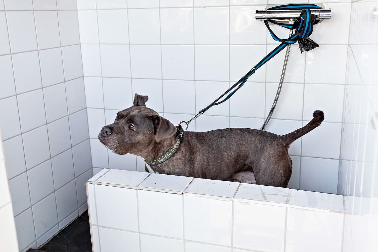 Hund wird nach einem erlebnisreichen Tag in der Natur an einer Hundedusche auf einem hundefreundlichen Campingplatz gereinigt.
