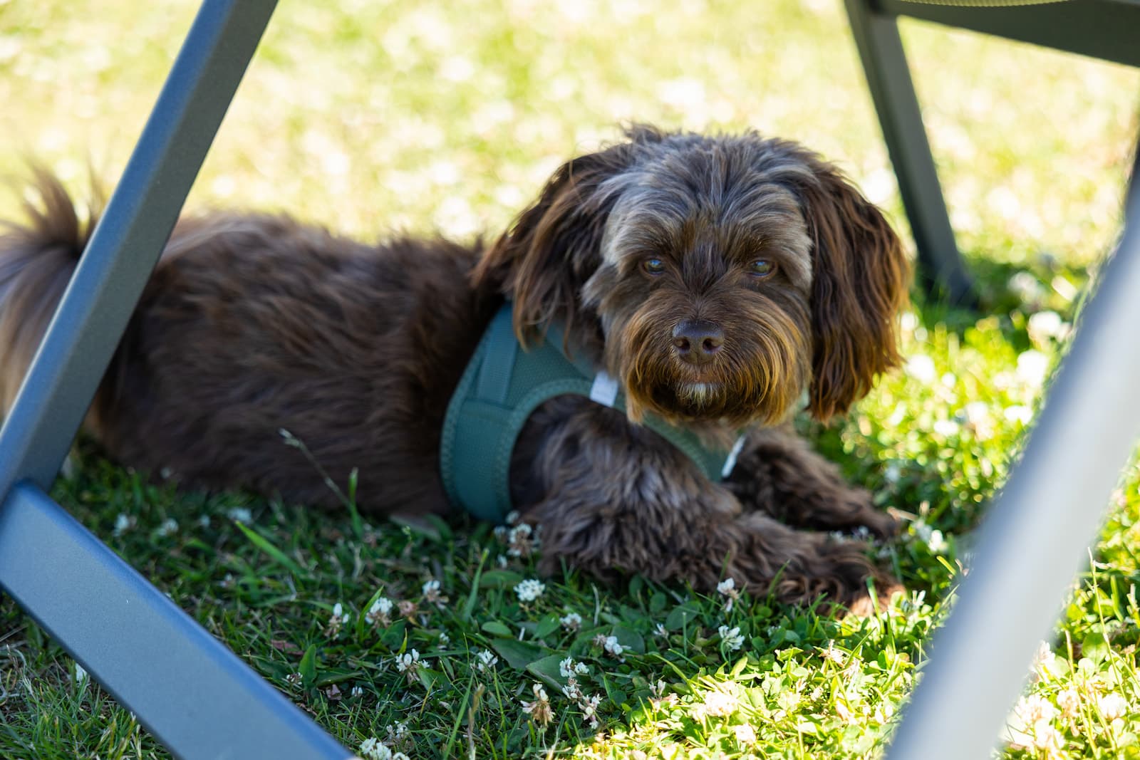 Hundefreundlich camping auf First Camp Lakolk