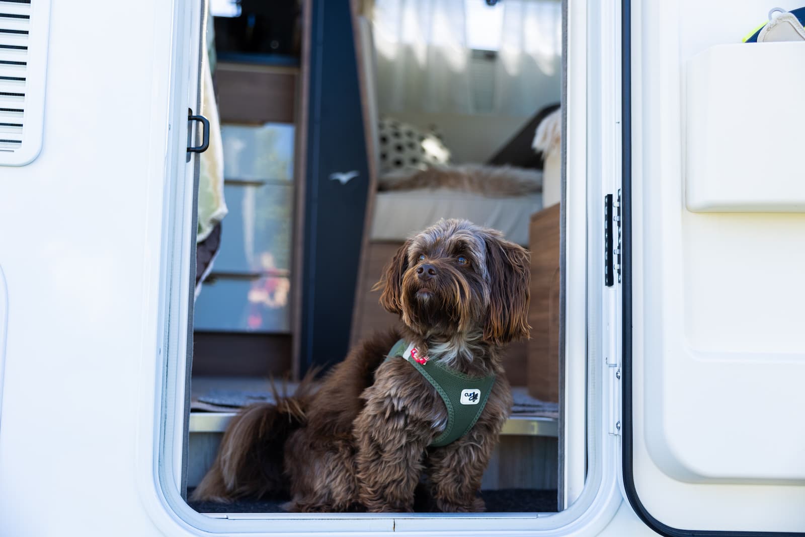 Hundefreundliches Camping in Skagen auf First Camp Råbjerg Mile