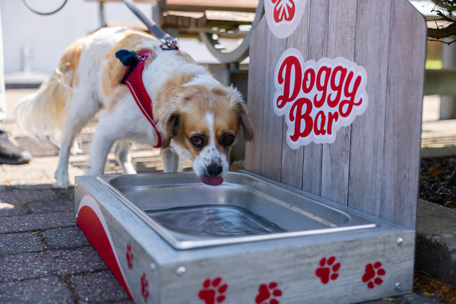 Camping in Skagen mit Hund und viel Natur
