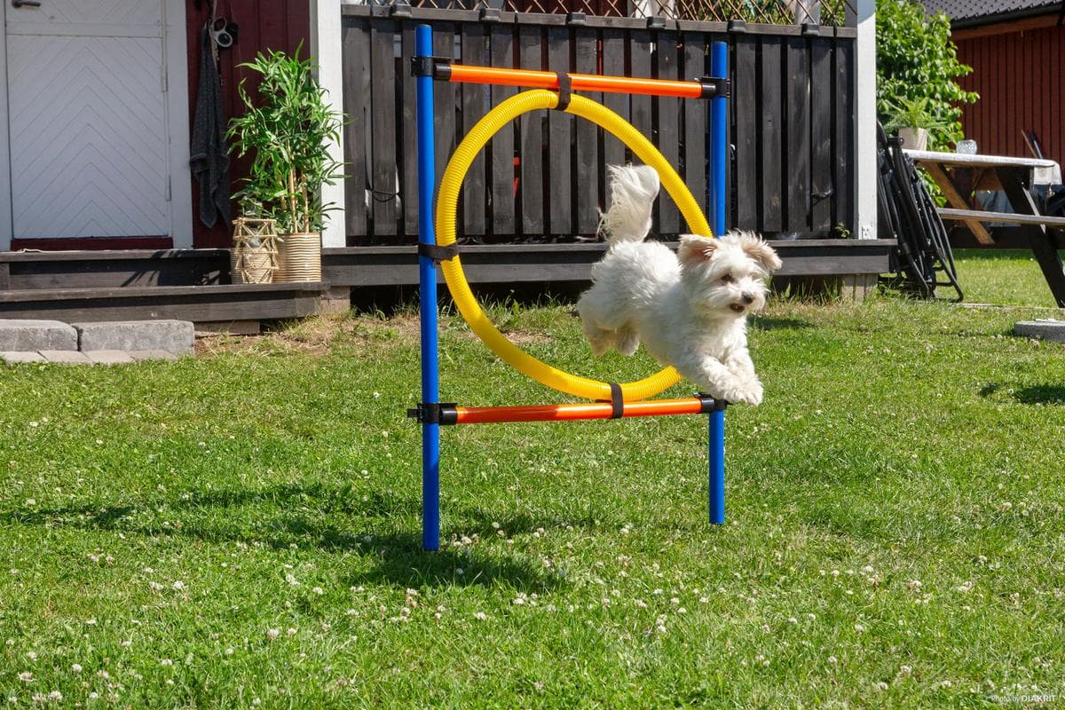 Bleibt aktiv im Urlaub mit Hund – viele unserer Campingplätze liegen in der Nähe von Agilityparcours, ideal für Training und Spaß!