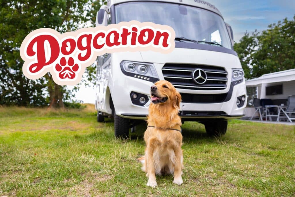 Campa med hund - Dogcation logo