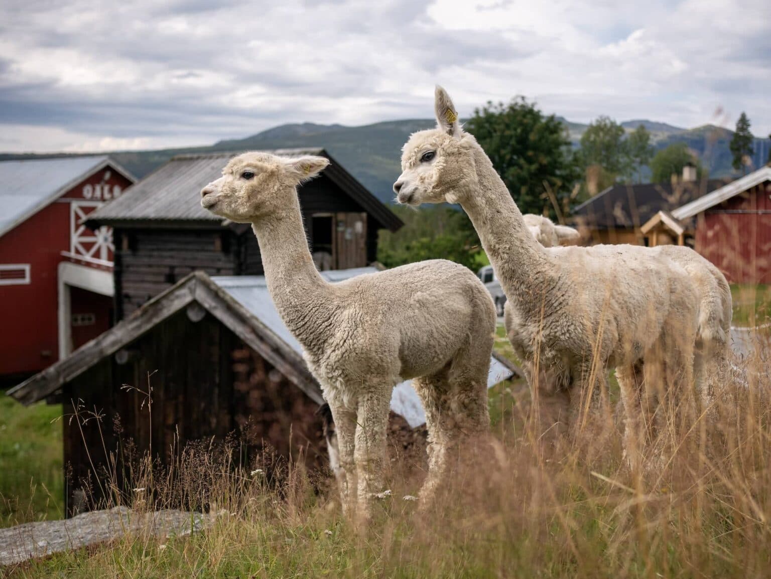 Visit-Gol-Dalo-Fjellgaard